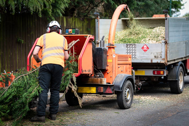 The Steps Involved in Our Tree Care Process in Vernon, AL